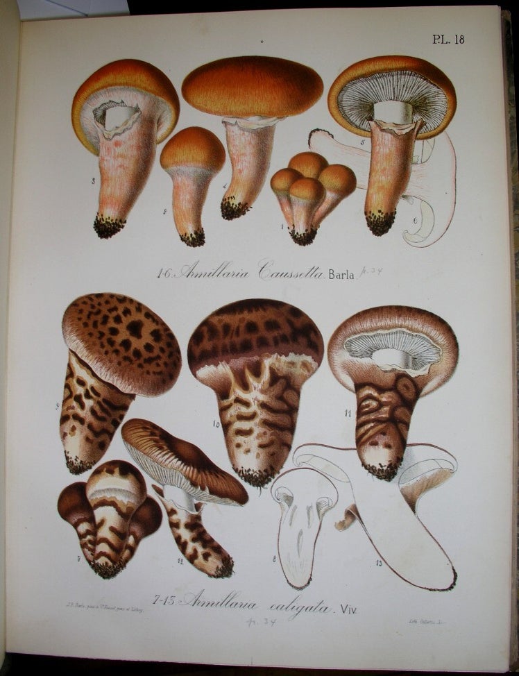 Item #B2595 Flore Mycologique Illustree Les Champignons des Alpes-Maritimes. J. B. Barla.