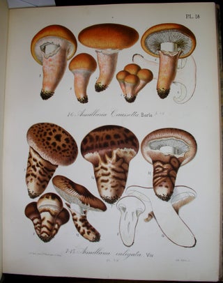 Item #B2595 Flore Mycologique Illustree Les Champignons des Alpes-Maritimes. J. B. Barla