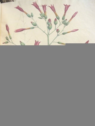 Collection of Esenbeck colour plates