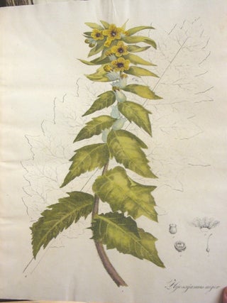 Collection of Esenbeck colour plates