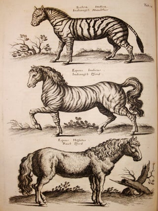 Theatrum Universale Omnium Animalium Quadrupedum Abulis Octoginta ab Illo Celeberrimo Mathia Meriano Aeri Incisis Ornatum Ex Scriptoribus Tam Antiqus, Quam Recentioribus, Theophrasto, Dioscoride, Aeliano, Oppiano, Plinio, Gesnero, Aldrovando, Wottonio, Turnero, Mouffeto, Agricola Boetio, Baccio, Ruveo Schonfeldio, Freggio, Mathiolo, Tabernamontano, Bauhino, Ximene, Bustamantio, Rondeletio, Bellonio Citesio, Theueto, Marggravio, Pisone et Aliis Maxima Cura Collectum et ob Raritatem Denuo Inprimendum Suscepit.