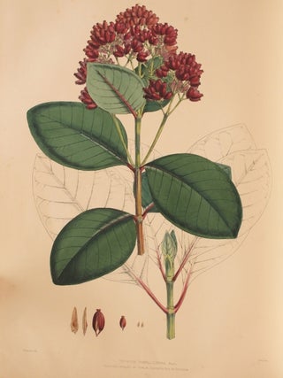 Illustrations of the Nueva Quinologia of Pavon (Anti-Malaria drug)