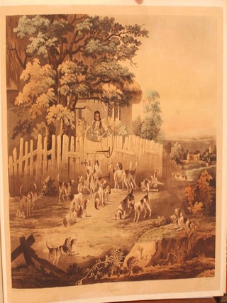 Beagles, Fox Hounds, Harriers and Stag Hounds