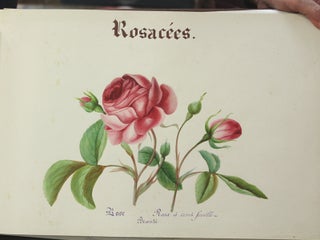 Hommage D’Affection Filliale (album of botanical watercolours)