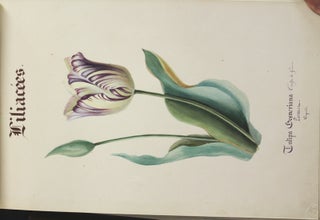 Hommage D’Affection Filliale (album of botanical watercolours)