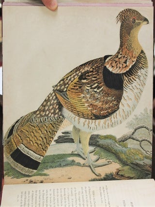 American Ornithology, or, The Natural History of the Birds of the United States.