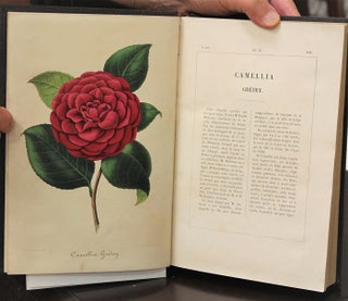 Nouvelle Iconographie Des Camellias Contenant Les Figures et la Description…