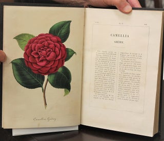 Nouvelle Iconographie Des Camellias Contenant Les Figures et la Description…