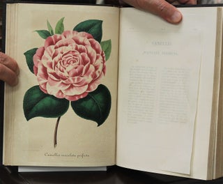 Nouvelle Iconographie Des Camellias Contenant Les Figures et la Description…
