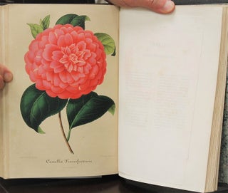 Nouvelle Iconographie Des Camellias Contenant Les Figures et la Description…