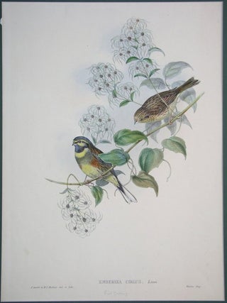 Item #P1066 Emberiza Cirlus. H. C. Richter J. Gould