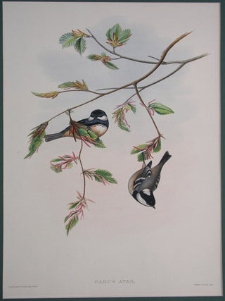 Item #P1067 Parus Ater. H. C. Richter J. Gould