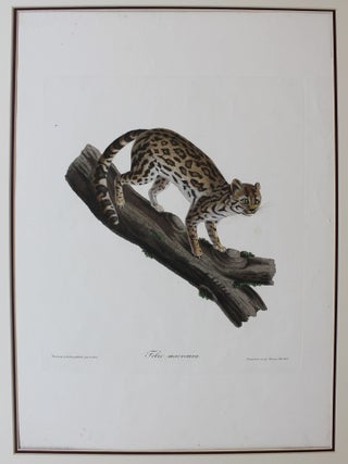 Item #P1082 Felis Macroura. Hartmann