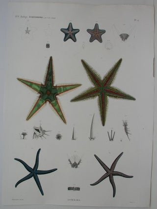 Item #P1797 H.N. Zoologie Echinodermes / Asteries Pl. 4. J-Ces Savigny