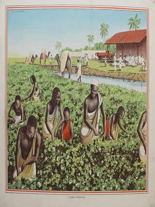Item #P2320 A Sudan Cotton Field. Alex F. Packham
