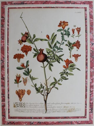 Item #P2715 I. Punica foliis lineari-lanceolatis / II. Punica flore pleno majore. / III. Punica...