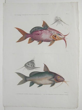 Item #P283 H.N. Zoologie. Poissons du Nil. / 1.2. Le Pimelode Guemel. Pimelodus Membranaceus....