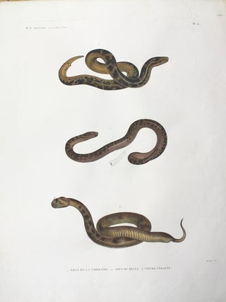 Item #P3966 Reptiles 1. Eryx De La Thebaide 2. Eryx Du Delta 3. Vipere Ceraste. Geoffroy St. Hilaire