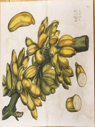 Item #P4650 Hortus Indicus Malabaricus (Fig. 14) Bala. Hendrik Adriaan van Rheede tot Draakenstein