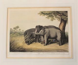 Item #P5225 Decoy Elephants Catching a Male. Thomas Williamson, Samuel Howett