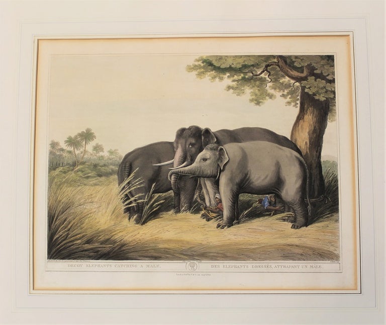 Item #P5225 Decoy Elephants Catching a Male. Thomas Williamson, Samuel Howett.