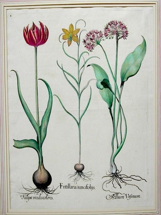 Item #P53 I. Fritillaria iuncifolns. II. Allium Vrsinum. III. Tulipa viridiscoloris. Basilius...
