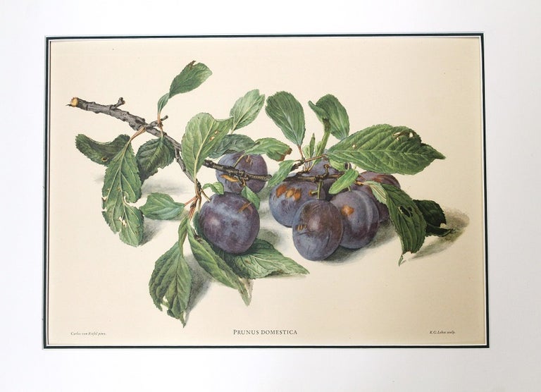 Item #P5350 Prunus Domestica. Carlos von Riefel.