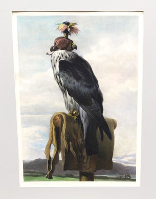 Item #P5355 [Hooded Falcon] [The Peregrine Falcon]. E. Landseer