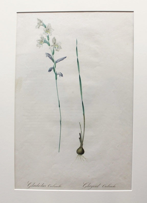 Gladiolus Orobanche Pierre Joseph Redoute gladiolus-orobanche-pierre-joseph-redoute