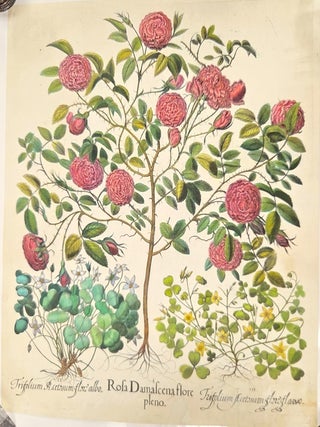 Item #P5472 Rosa Damascena flore plenoTrifolium Acetosum flore alboTrifolium Acetosum...