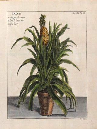 Ananas de deux pieds deux pouces et demy de hauteur, non compris le pot