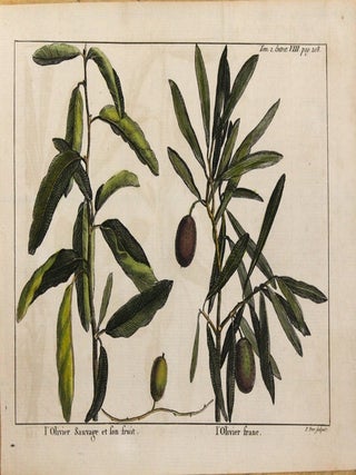 l'Olivier Sauvage et son fruit. l'Olivier franc