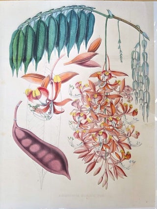 Amherstia Nobilis
