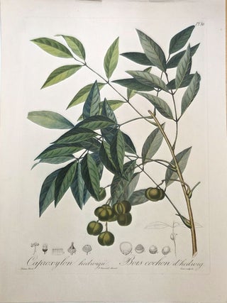 Caproxylon hedruya. Bois cochon d'hedruya