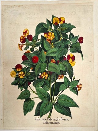 Jasminum Indicum, seu flos mirabilis peruanus