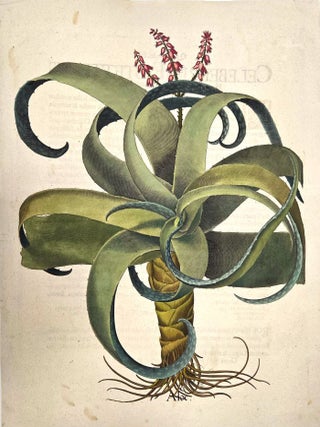 Aloe