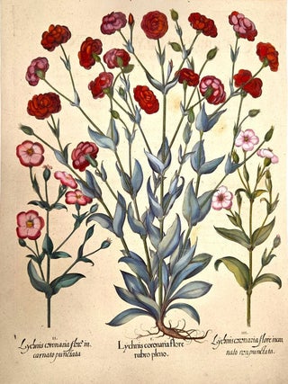 I. Lychnis Coronaria Flore Rubro Pleno [Rose campion]. II. Lychnis Coronaria Flore Incarnato...
