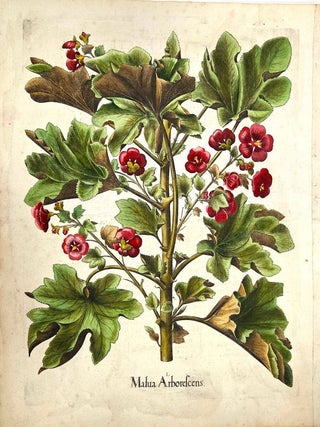 Malua Arborescens (Tree Mallow
