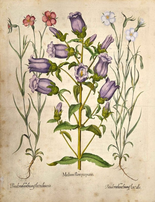 Item #P5539 I.Medium flore purpurioII.Pseudomelantoium flore rubescenteIII.Pseudo melantbium flore albo. Basilius Besler.