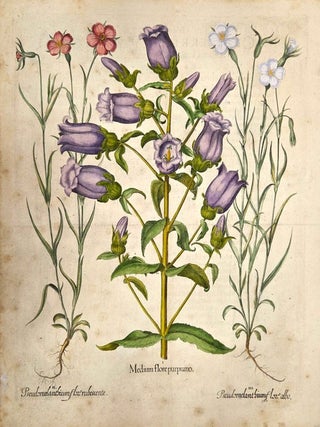 I.Medium flore purpurioII.Pseudomelantoium flore rubescenteIII.Pseudo...