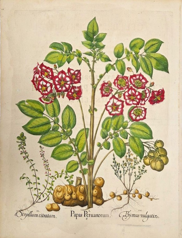 Item #P5540 I.Papas PeruanorumII.Serpillum citratumIII.Thymus vulgatior. Basilius Besler.