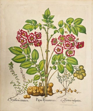 Item #P5540 I.Papas PeruanorumII.Serpillum citratumIII.Thymus vulgatior....