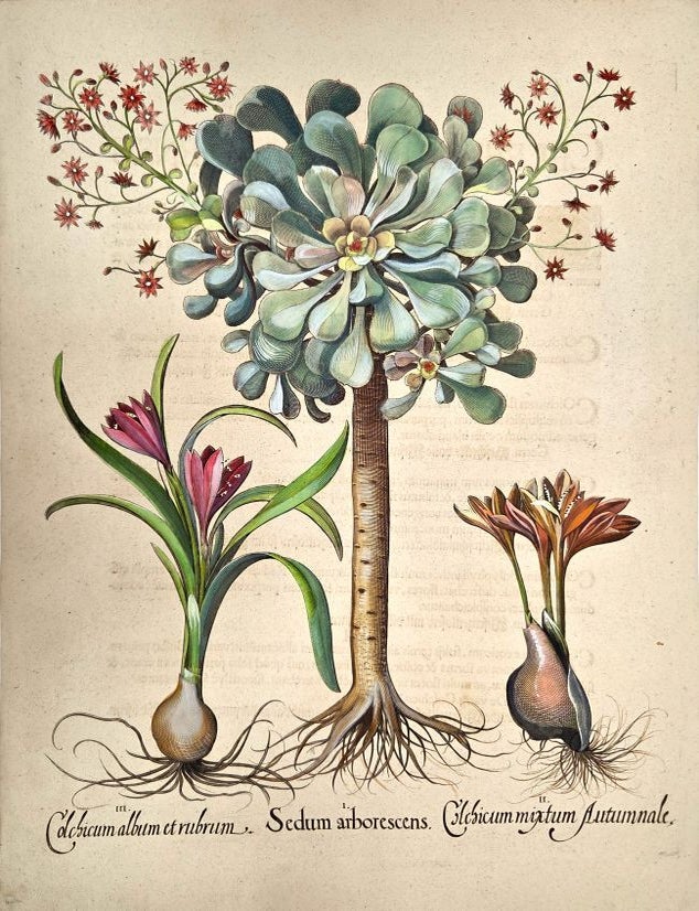 Item #P5541 I.Sedum arborescensII.Colchicum mixtum autumnaleIII.Colchicum album et rubrum. Basilius Besler.