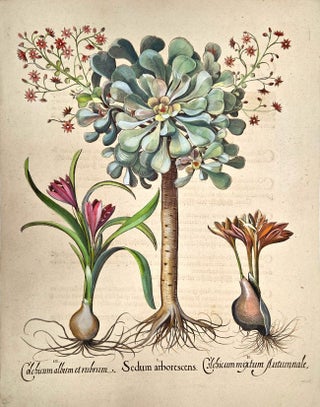 Item #P5541 I.Sedum arborescensII.Colchicum mixtum autumnaleIII.Colchicum...