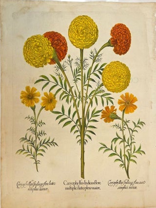 Caryophyllus Indicusflore