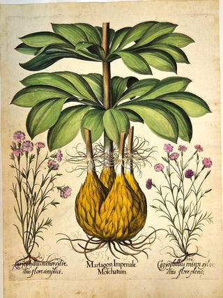 I.Martagon Imperiale MoschatumII.Caryophyllus minor sylvestris flore...