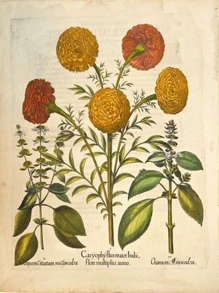 I.Caryophyllus maior Indic. flore multiplici aureoII.Ocimum citratum, seu citri odore...